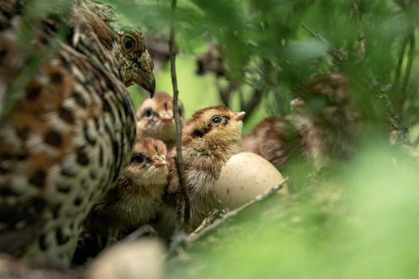 Famille encore au nid, quelques heures après l’éclosion À l'affût de la gélinotte des bois avec Neil Villard