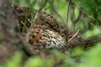 Gélinotte des bois, femelle,
couvant paisiblement Gélinotte des bois, femelle,
couvant paisiblement