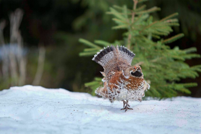 Focus sur la population de gélinotte des bois des Vosges