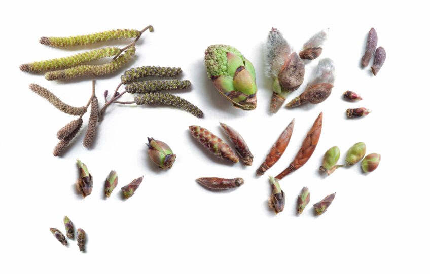 Focus sur la population de gélinotte des bois des Vosges