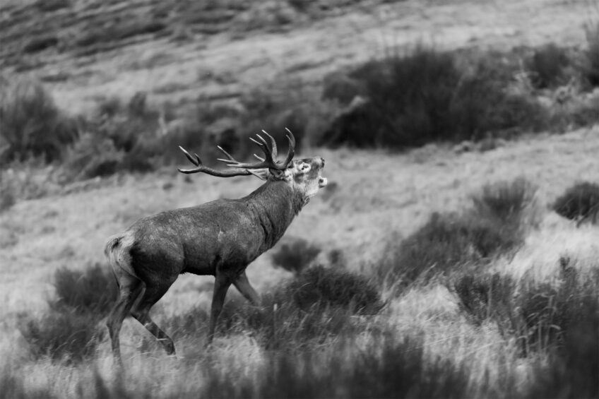 4 conseils pour observer le brame du cerf sans le déranger
