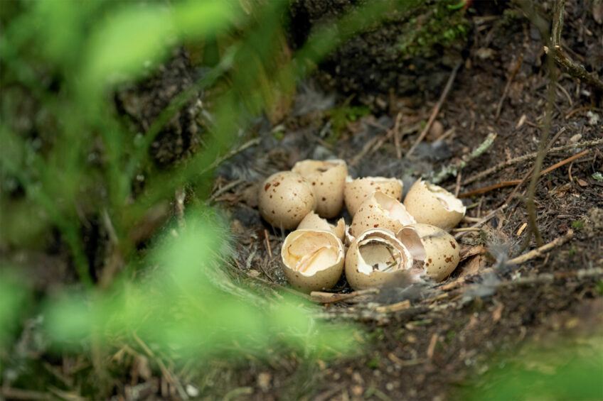 Nid avec neuf œufs vides, après le départ de la famille de gélinottes  À l'affût de la gélinotte des bois avec Neil Villard