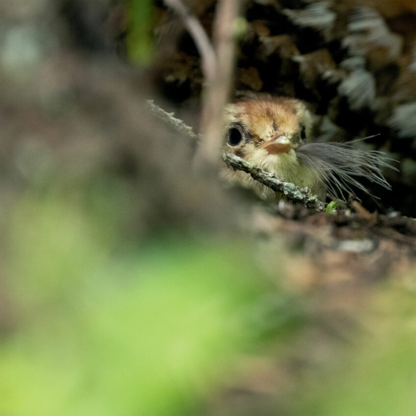 Poussin tout juste éclos, sous la protection de sa mère À l'affût de la gélinotte des bois avec Neil Villard
