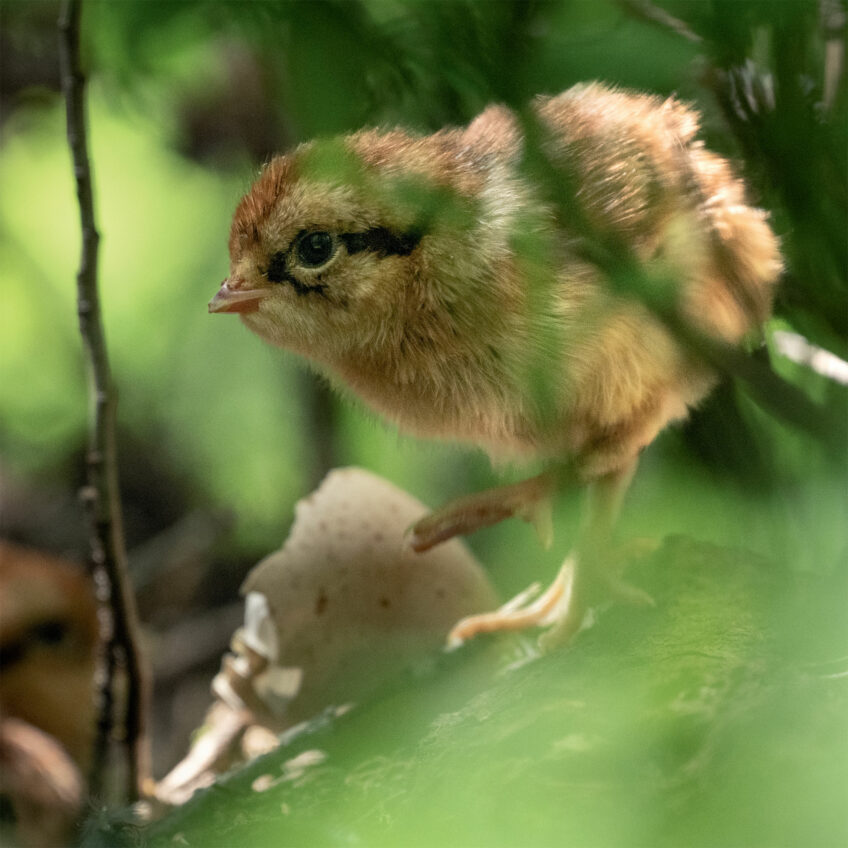 Premiers pas d’un poussin aux abords du nid À l'affût de la gélinotte des bois avec Neil Villard