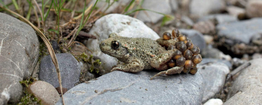 Crapaud Alyte accoucheur