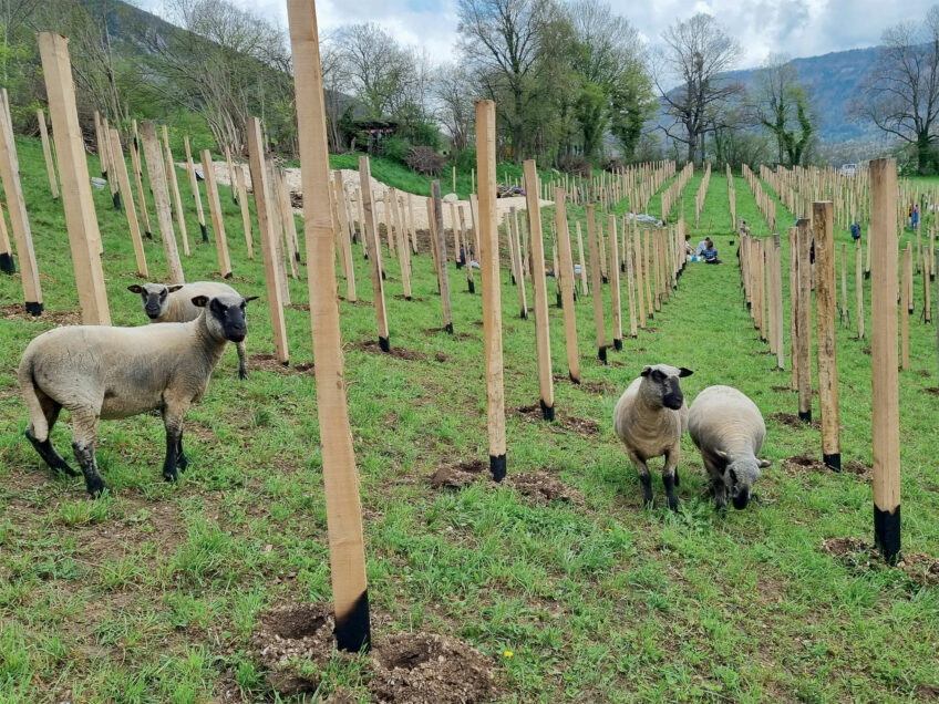 Des vignes favorables au crapaud accoucheur - Revue Salamandre