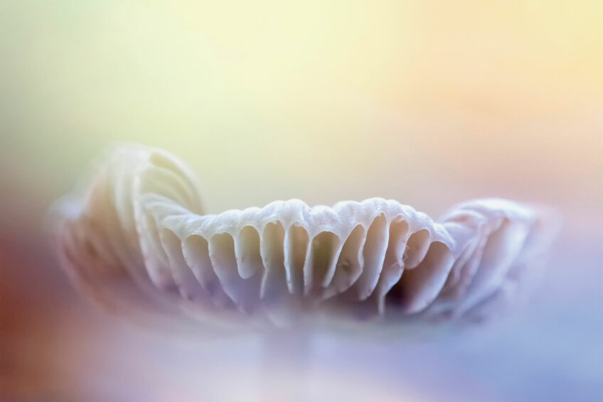 Un bokeh pour capturer l’essence du champignon Les champignons de près avec la photographe Sophie Luciani