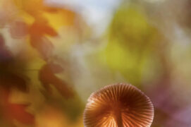 Un lumineux chapeau à lamelles  / © Sophie Luciani