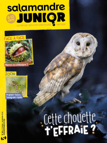 Couverture de La Salamandre Junior n°150