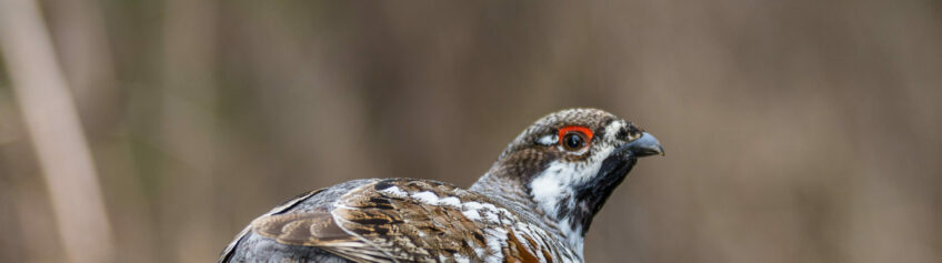 Gélinotte des bois