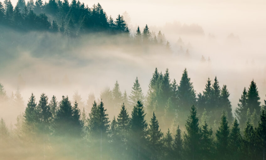 Dossier complet sur le sapin