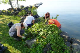 Arrachage de la renouée du Japon / © ASL