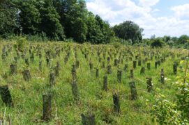 Plus de 6300 arbres plantés depuis 2019