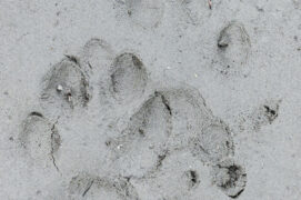 Empreintes de genette / © Manuel Ruedi