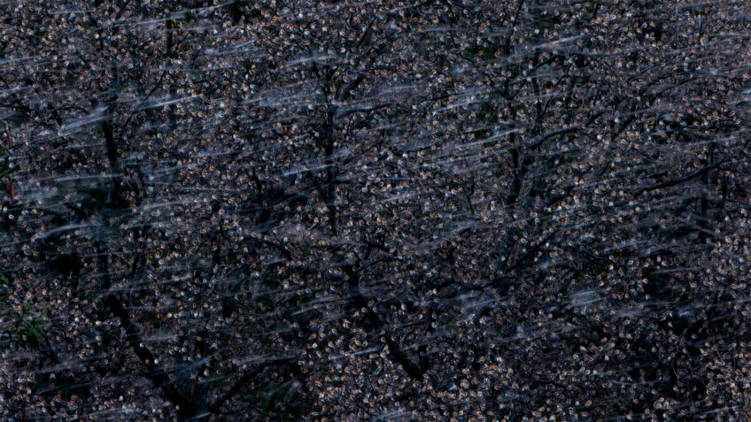 gagnant - cat. émotion Christoph kaula • Dortoir de pinsons du Nord