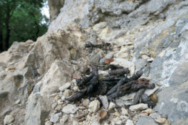 La genette dépose ses excréments sur des crottiers. / © Manuel Ruedi