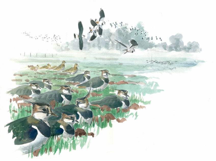 Le grand bal des vanneaux huppés