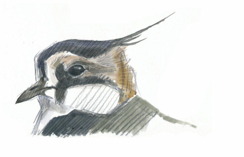 Le grand bal des vanneaux huppés