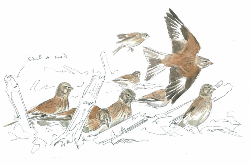 Le grand bal des vanneaux huppés