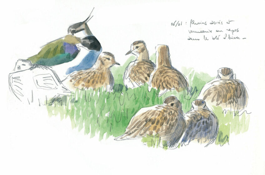 Le grand bal des vanneaux huppés