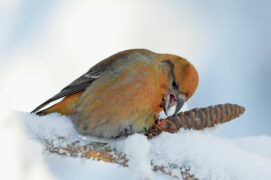 © Marcus Varesvuo / NPL