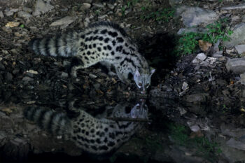 Nocturne, la genette descend de ses gîtes la nuit. Nocturne, la genette descend de ses gîtes la nuit.