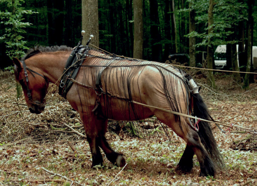 débardage à cheval
