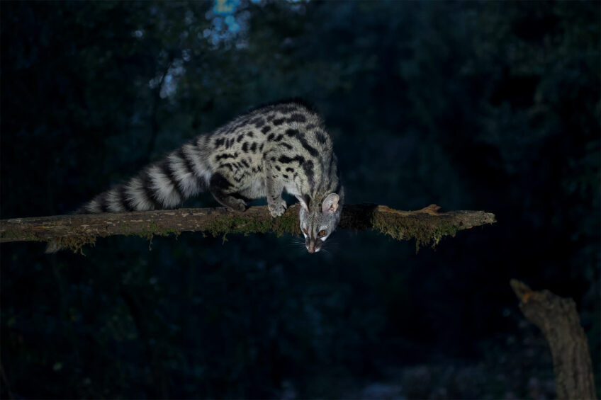 Une genette perchée sur une branche au crépuscule. 
Catalogne, le 3 janvier 2023 à 17 h 10.