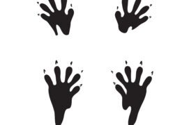 Empreintes de raton laveur Empreintes de raton laveur / © little_airplane / Adobe