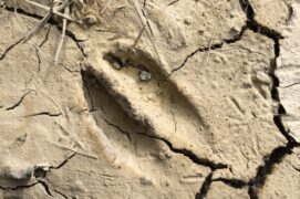 Empreinte de cerf dans le sable Empreinte de cerf dans le sable / © oscar / Adobe