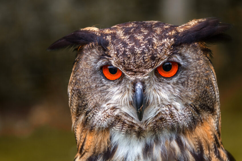 Hiboux grands-ducs - Ralf Seelert - stock.adobe.com