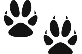 Empreinte de renard Empreinte de renard / © anatolir / Adobe