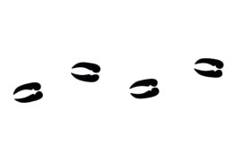 Empreinte de Bouquetin Empreinte de Bouquetin / © Peter Hermes Furian / Adobe