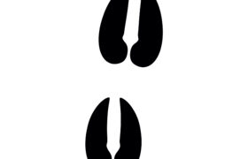 Empreinte de chevreuil  Empreinte de chevreuil  / © serz72 / Adobe