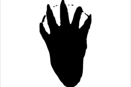 Empreintede castor Empreintede castor / © OldWoolf / Adobe