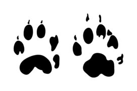 Empreintes de fouine Empreintes de fouine / © Konovalov Pavel / Adobe