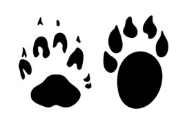 Empreintes de martre Empreintes de martre / © Konovalov Pavel / Adobe