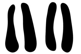 Empreinte de chamois  Empreinte de chamois  / © Konovalov Pavel / Adobe