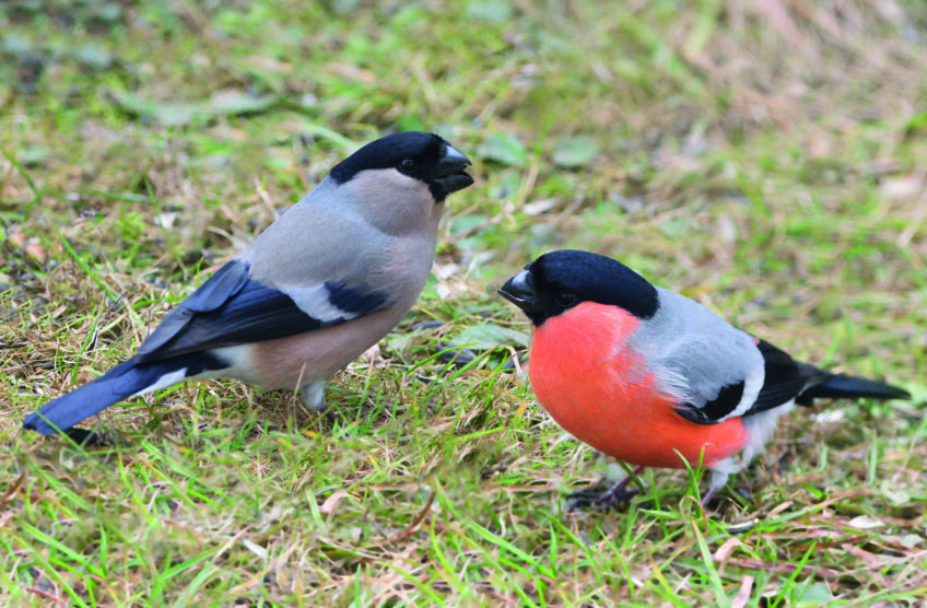 Couple of European bullfinch birds ( Pyrrhula pyrrhula) Bouvreuil pivoine