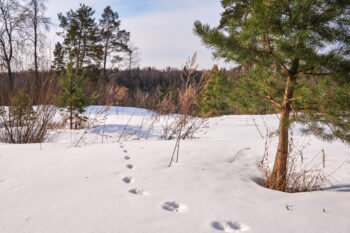 Александр Овсянников / Adobe Александр Овсянников / Adobe