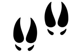 Empreinte de sanglier sauvage Empreinte de sanglier sauvage / © Наталья Выгузова / Adobe