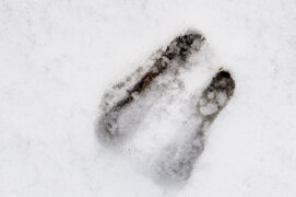 Empreinte de chamois dans la neige Empreinte de chamois dans la neige / © Chamois huntress / Adobe