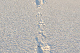 Piste d'une loutre dans la neige Piste d'une loutre dans la neige