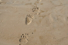 Empreintes d'ours dans le sable Empreintes d'ours dans le sable / © nicolasprimola / Adobe