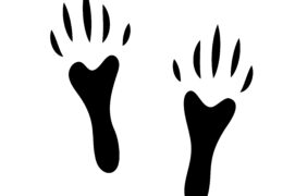 Empreintes de lièvre Empreintes de lièvre / © yan4ik / Adobe