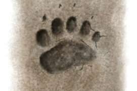 Empreintes d'ours Empreintes d'ours / © nicolasprimola / Adobe