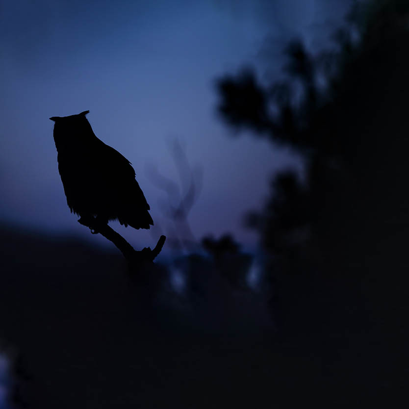 Hibou grand-duc - Guillaume FRANCOIS