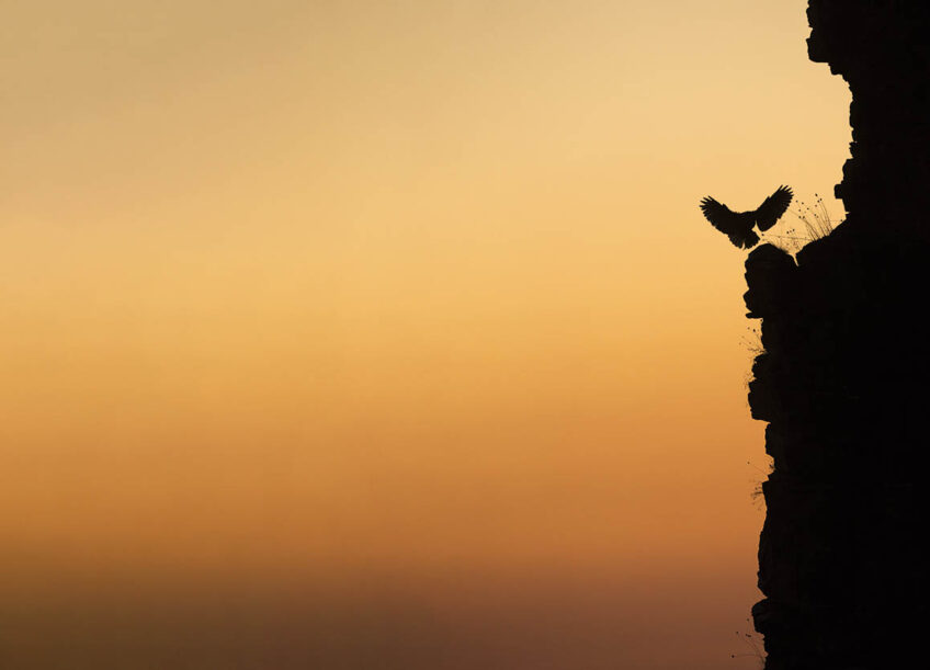 Hibou grand-duc - Guillaume FRANCOIS