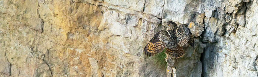 Hibou grand-duc - Guillaume FRANCOIS