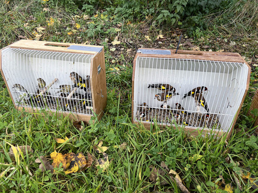 Relâcher d'env. 300 oiseaux sauvages